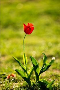 怒放的生命图片,绽放的生命力与坚韧不拔的精神  第3张